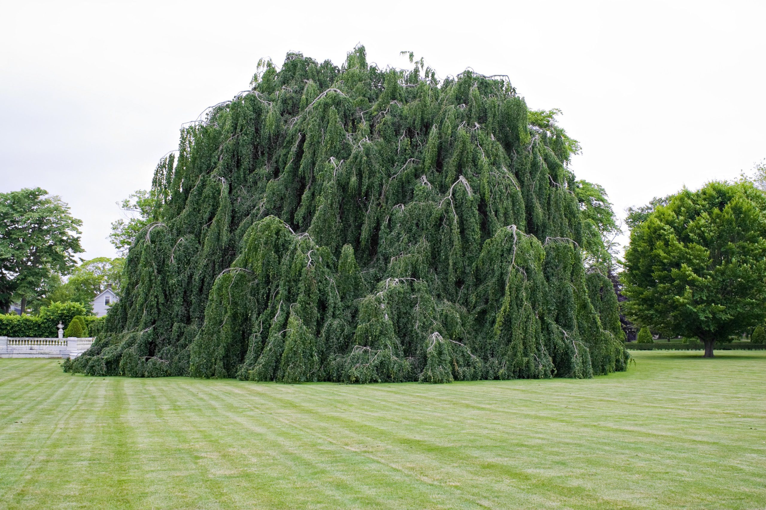 weeping beech