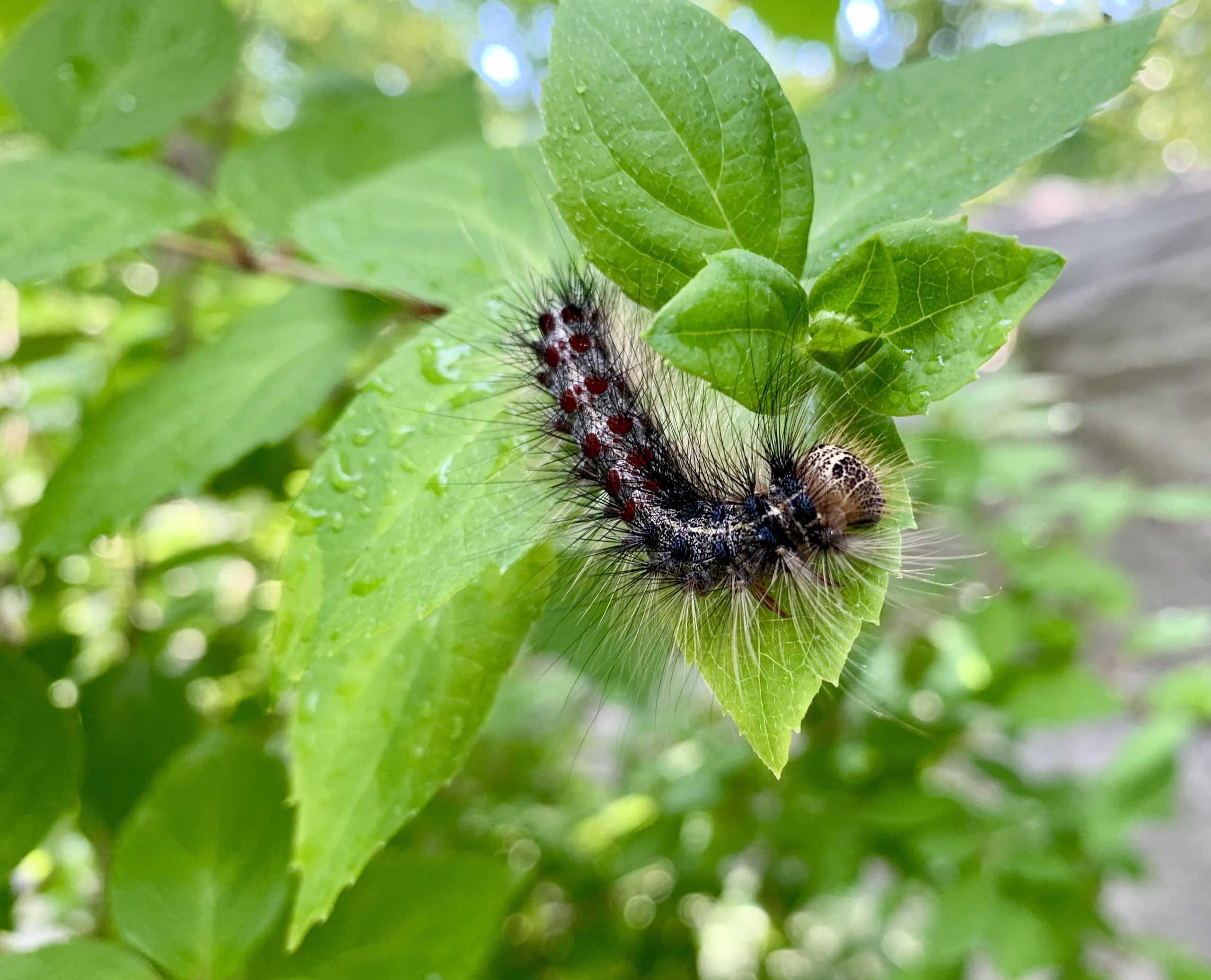 adult spongy moth