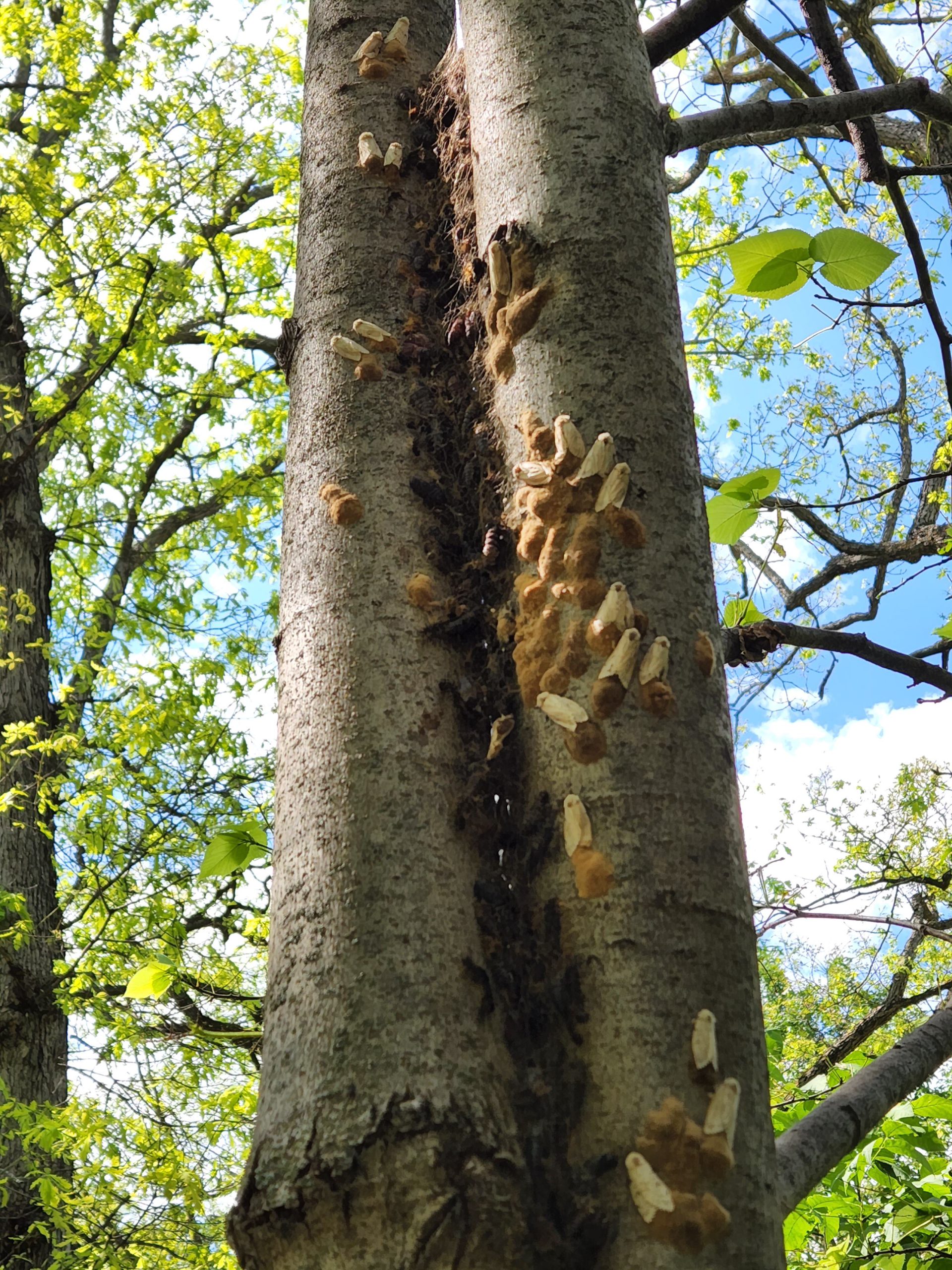 heavy infestation of spongy moth egg masses