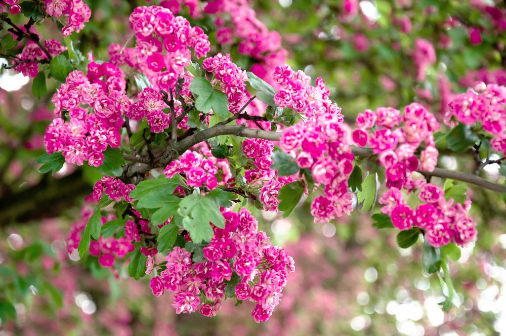 crape myrtle
