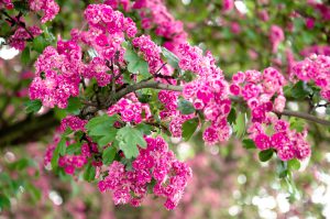 crape myrtle