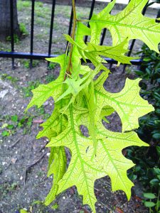 interveinal chlorosis on oak tree