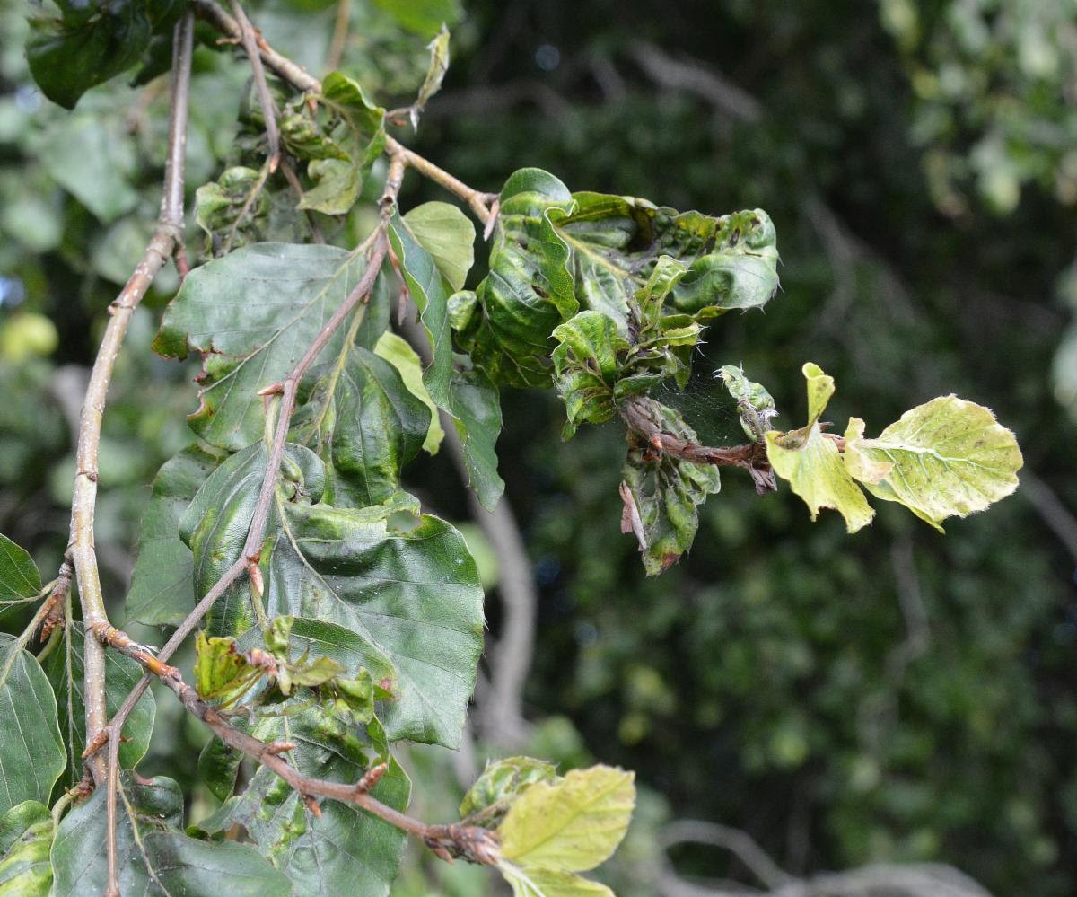 weeping beech with signs of beech leaf disease