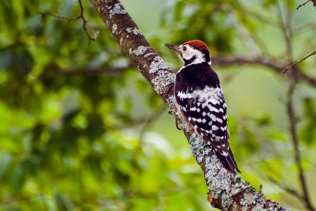 woodpecker