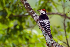 woodpecker