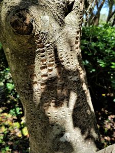 sapsucker damage