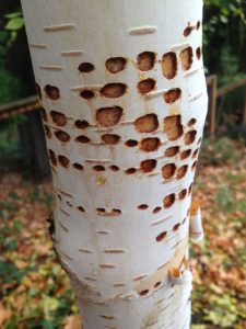 sapsucker damage on birch tree