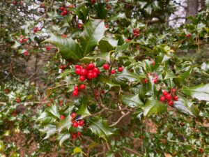 American holly Ilex opaca
