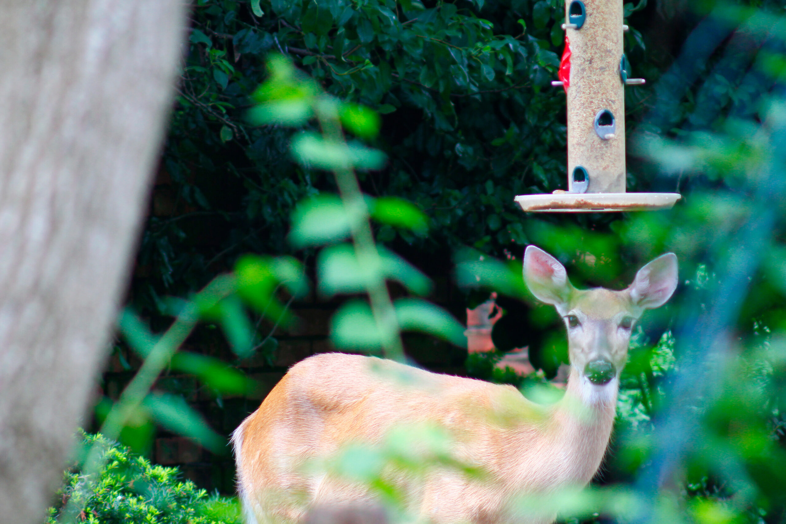 deer in a landscaped yard