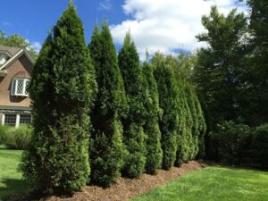 Deer damage to arborvitae shrubs.