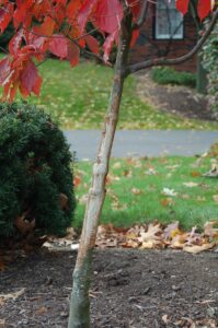 buck rub damage to tree