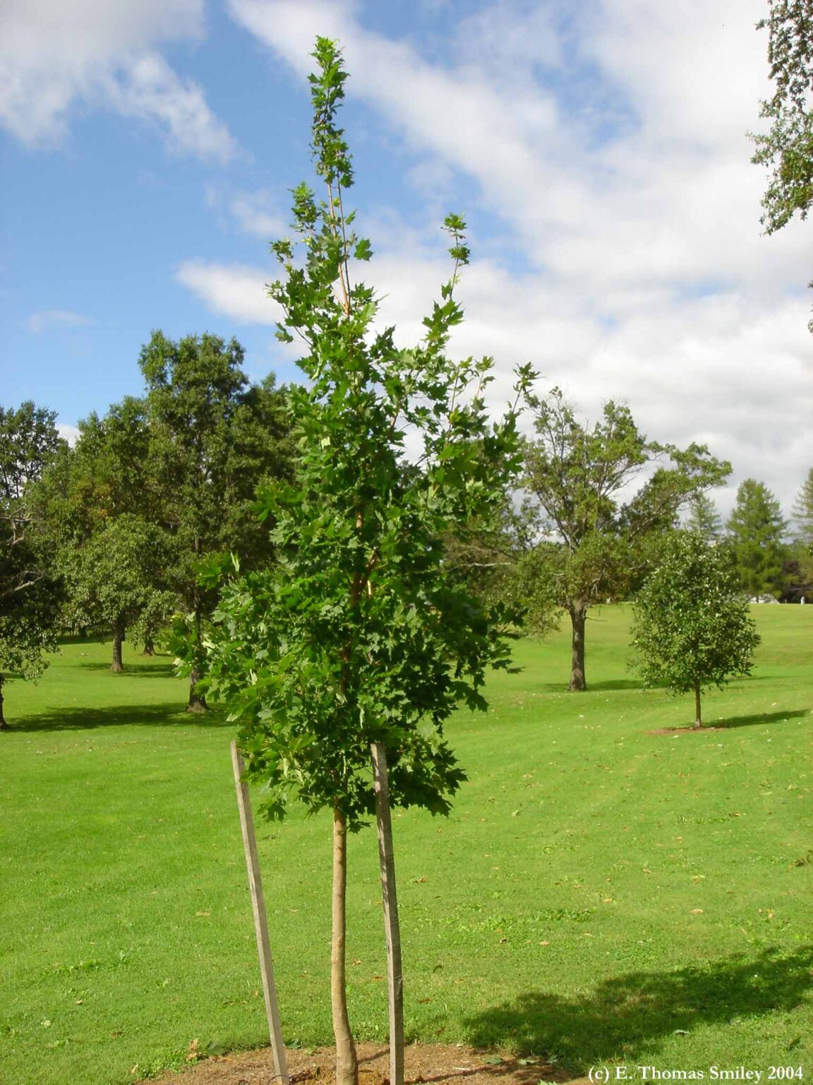 New Tree When to stake a newly planted tree - Tree Topics