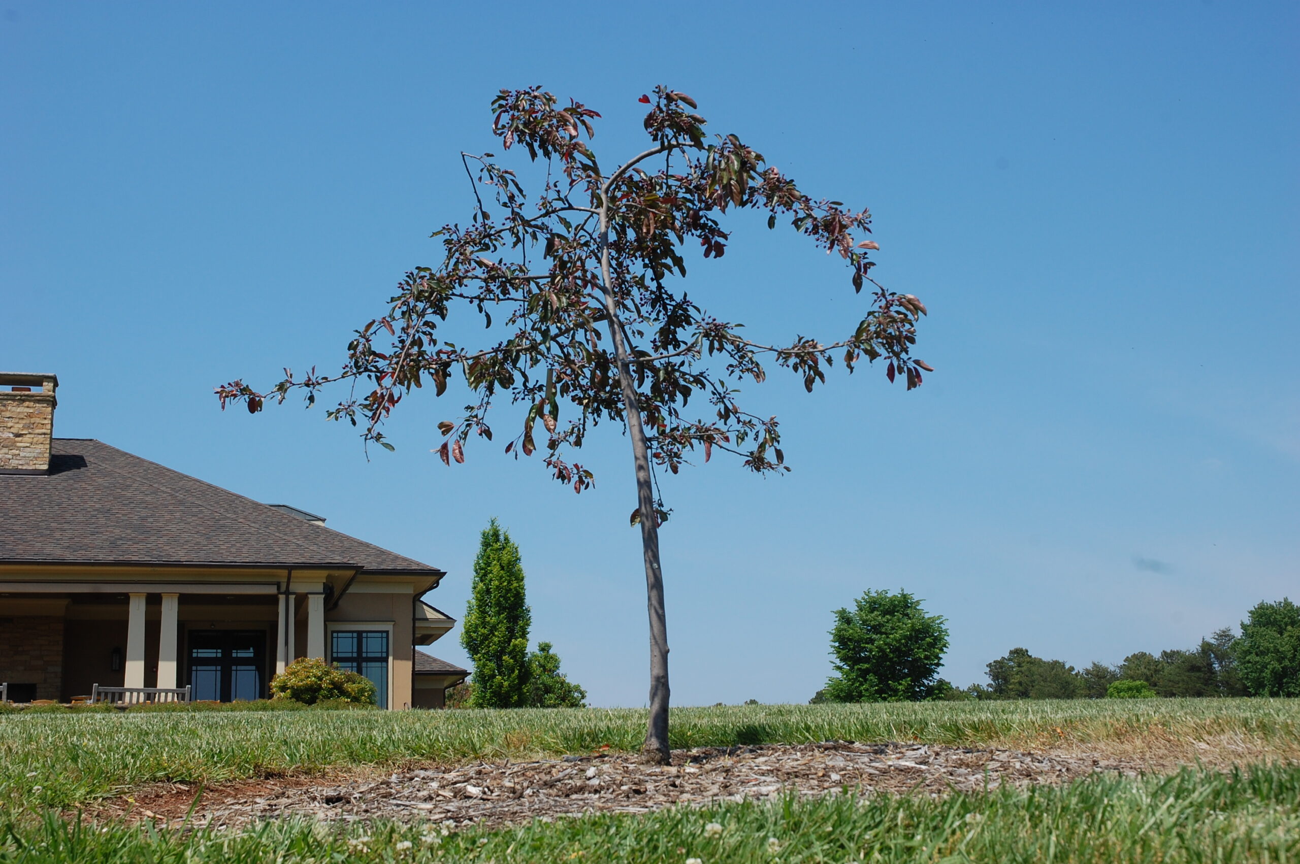 young tree