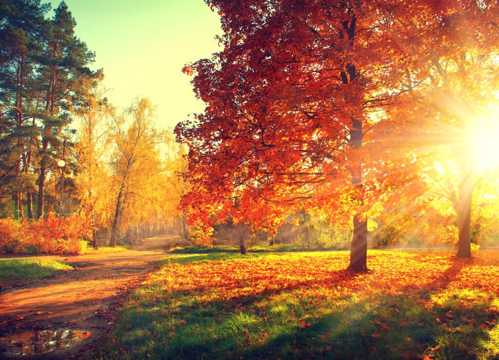 autumn color