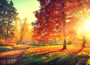 autumn color