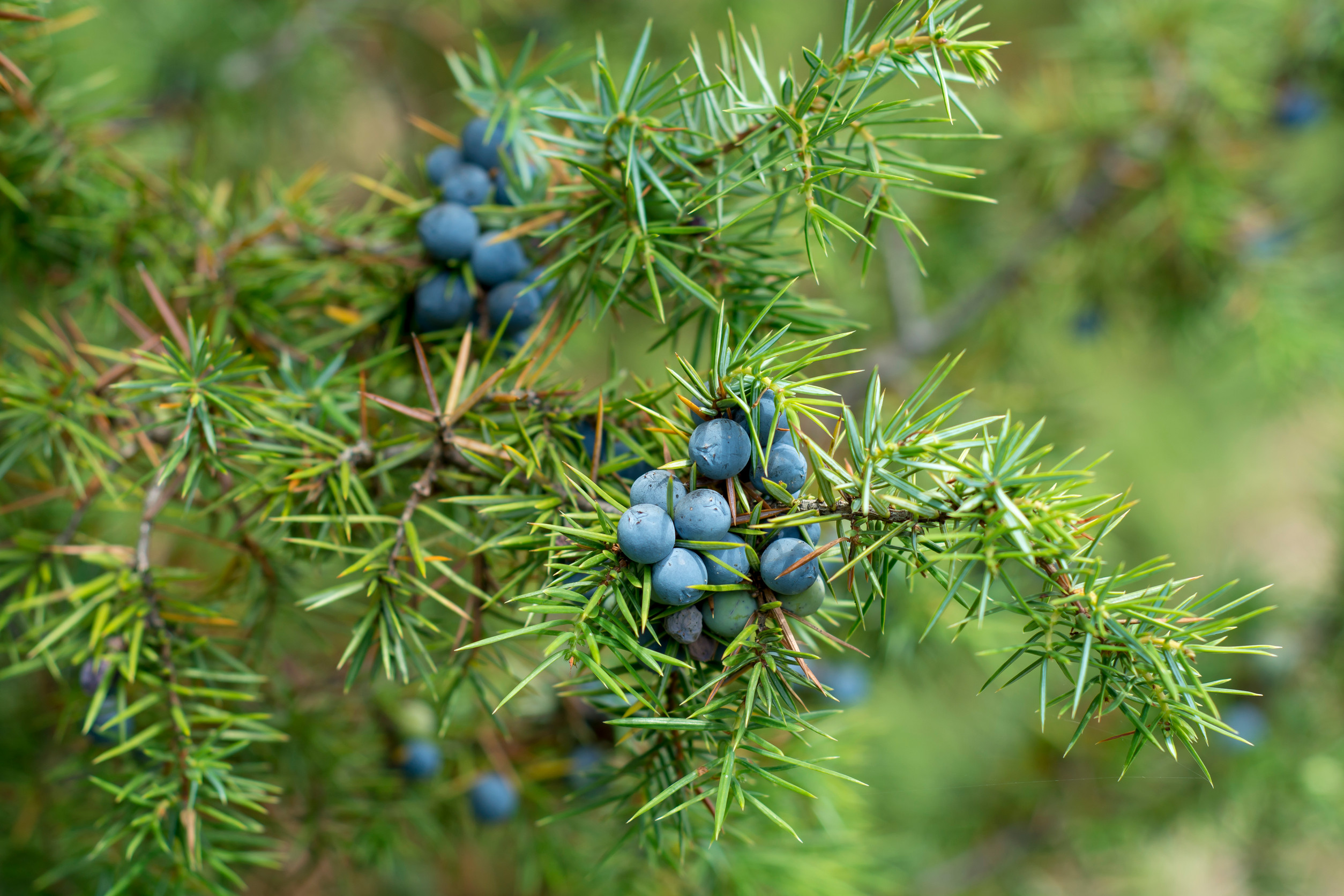 juniper berries