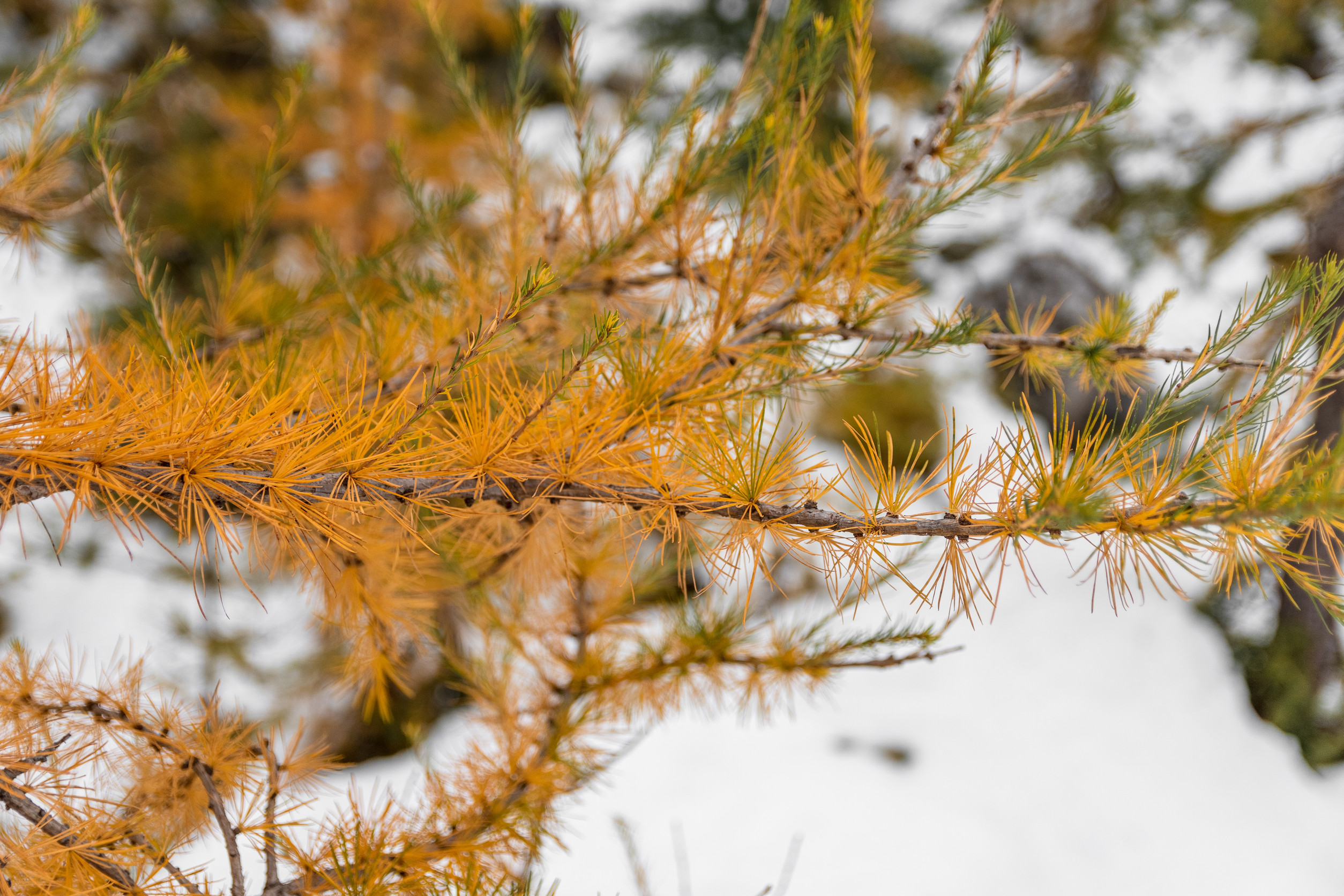 larch tree needles