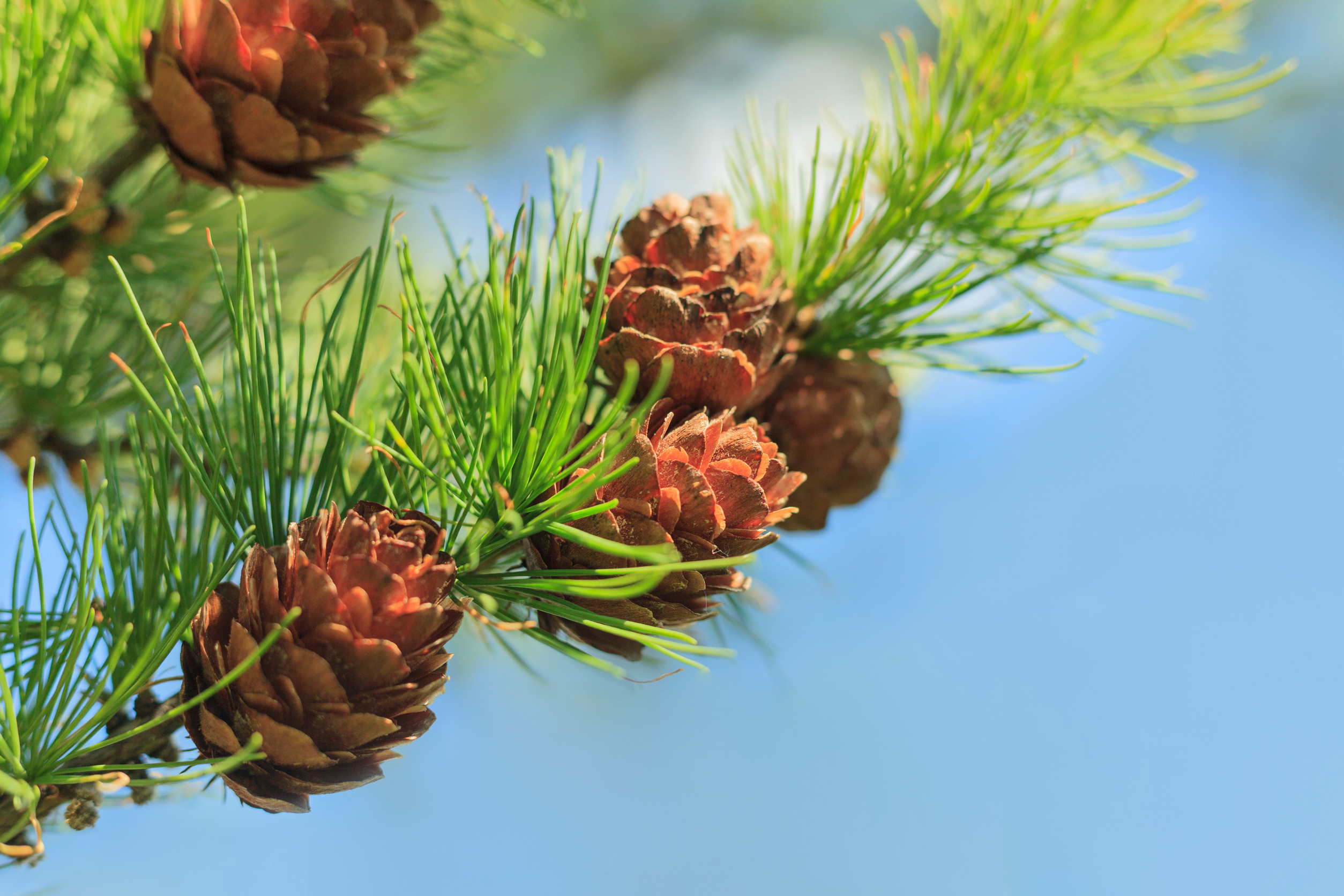 pine cones on tree branch