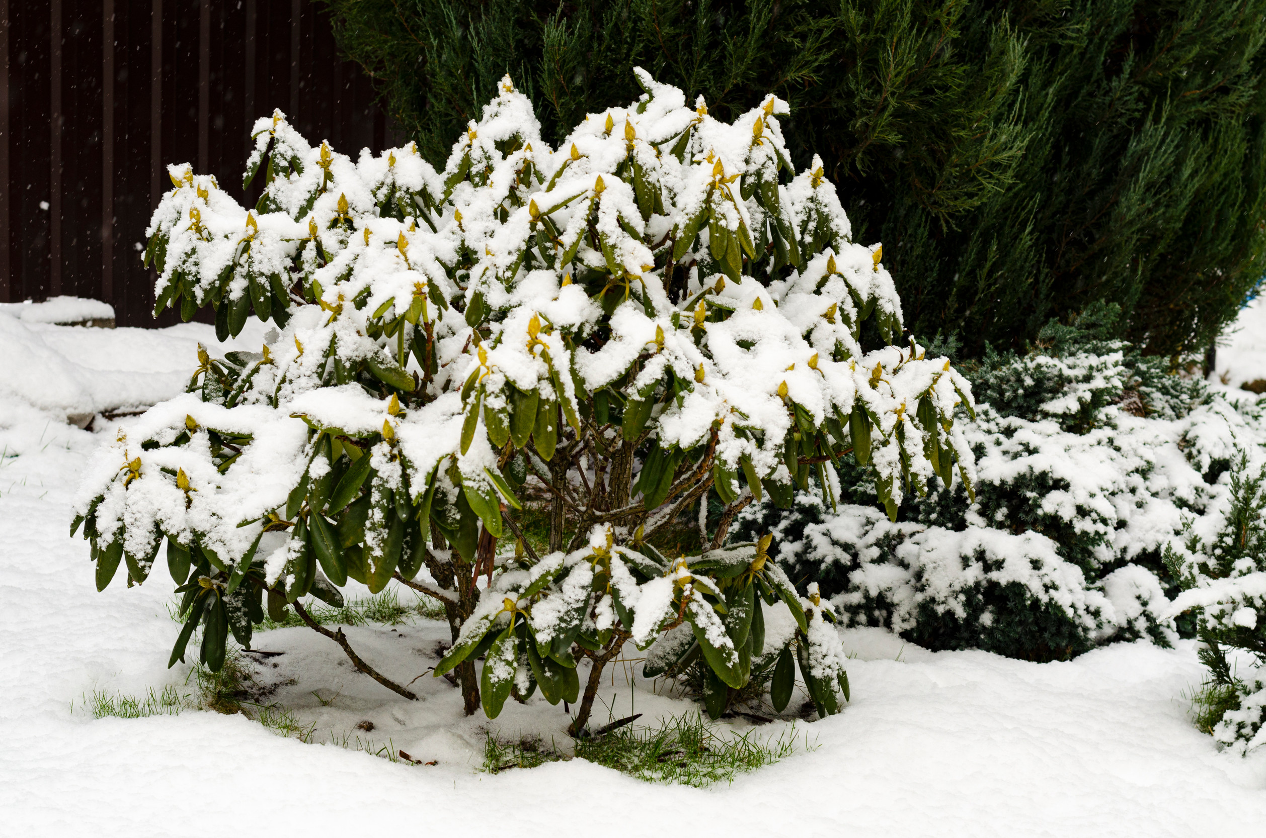 evergreen rhododendron in snow