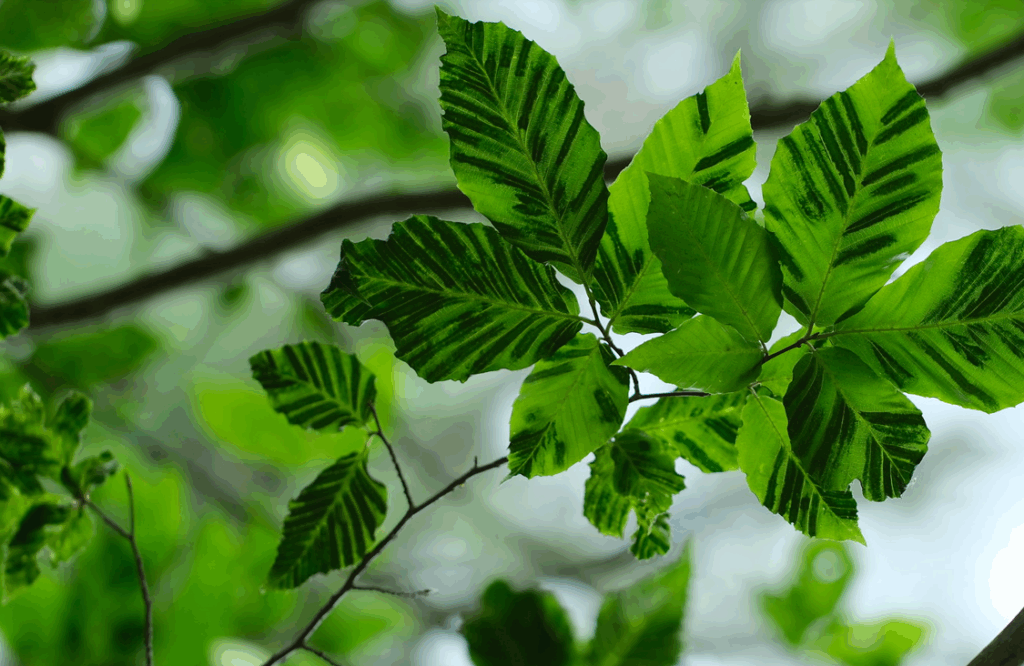 beech leaf disease symptoms