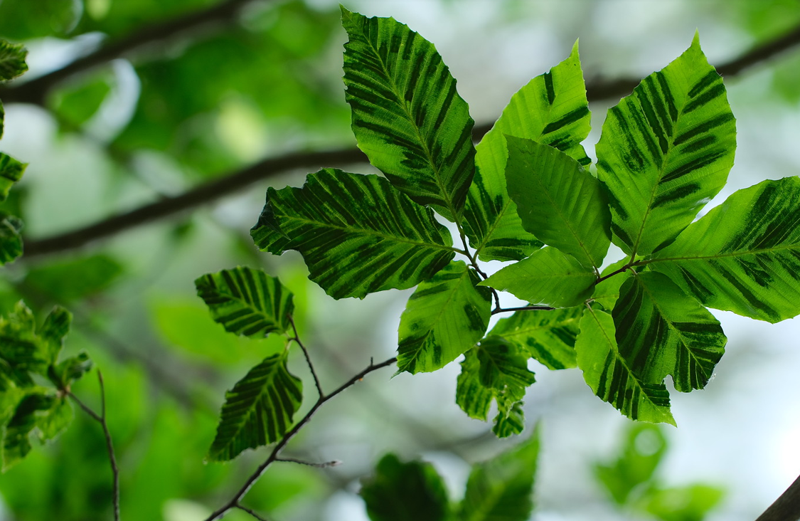 beech leaf disease symptoms