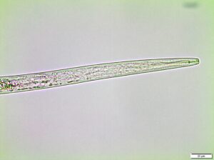 nematode that causes beech leaf disease