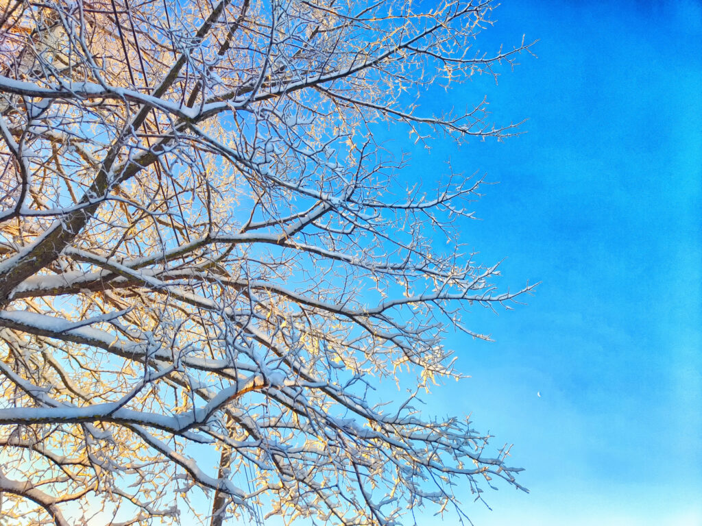 winter tree care including pruning and pest management helps keep trees healthy