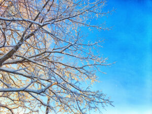 winter tree care including pruning and pest management helps keep trees healthy