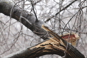 storm damaged tree with broken branch