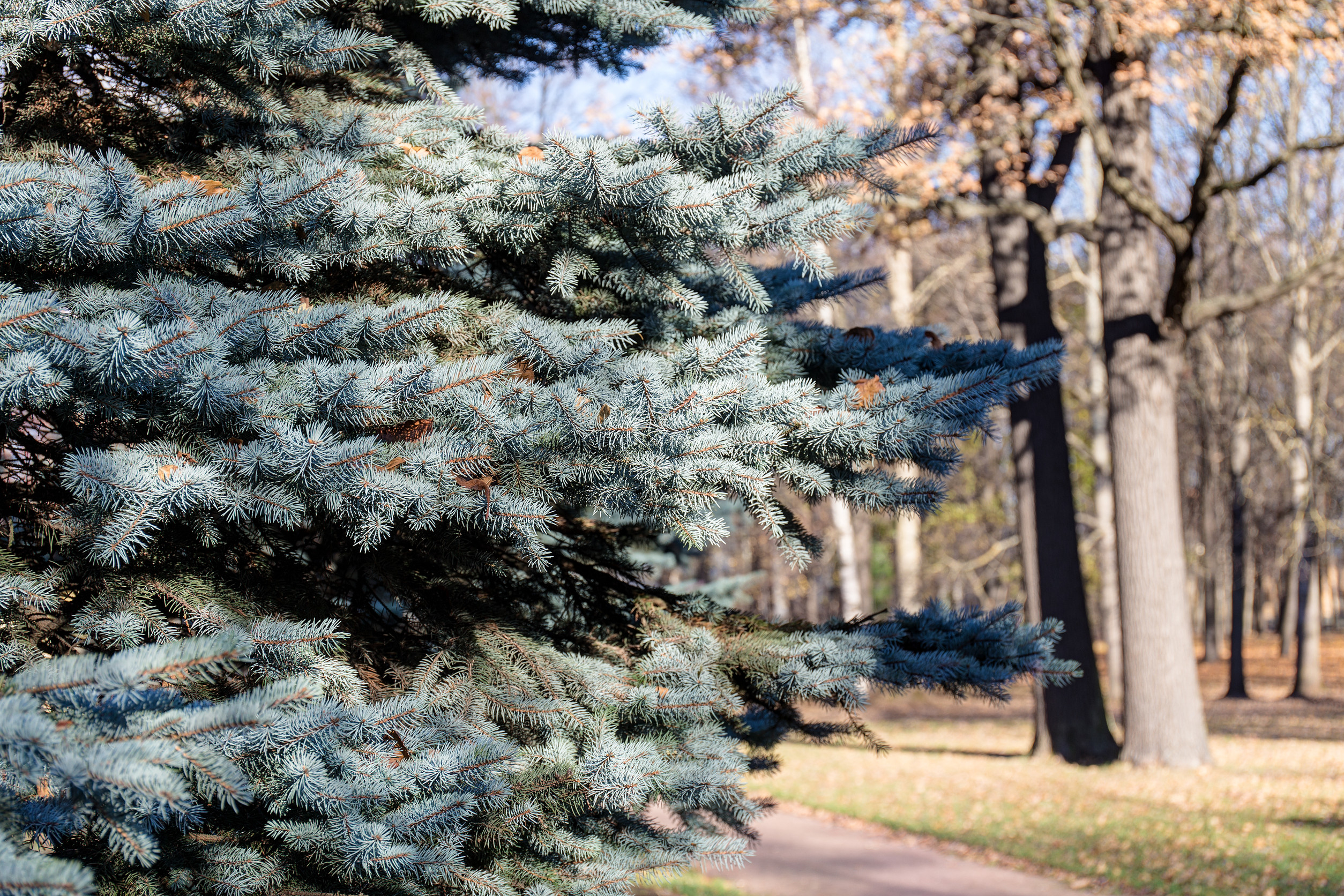 blue spruce is a salt tolerant tree