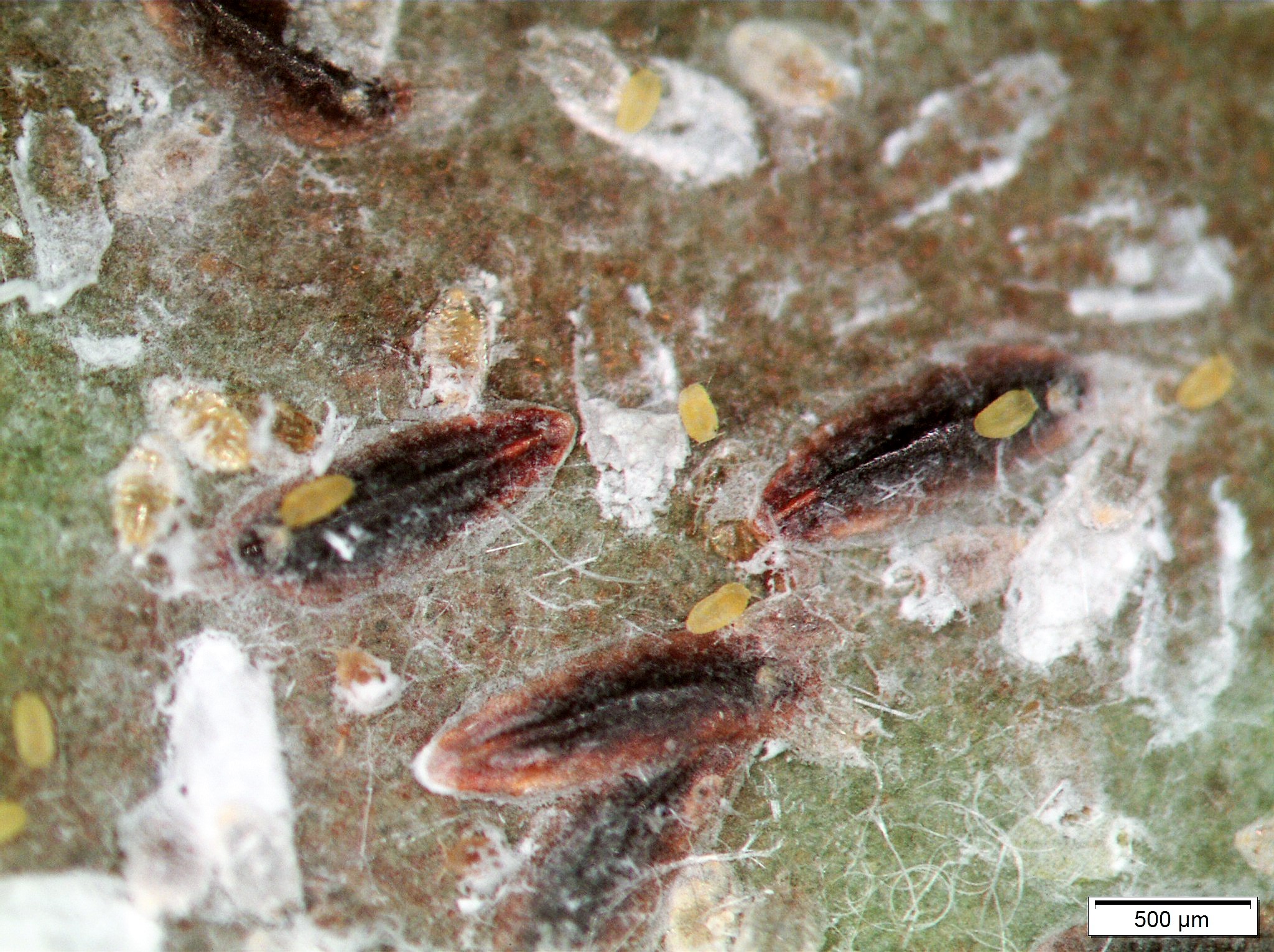 Adult males under white covering, adult females oval and brown, immature crawlers small and yellow