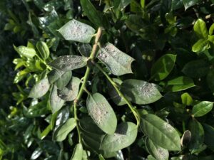 tea scale infestation on leaf undersides