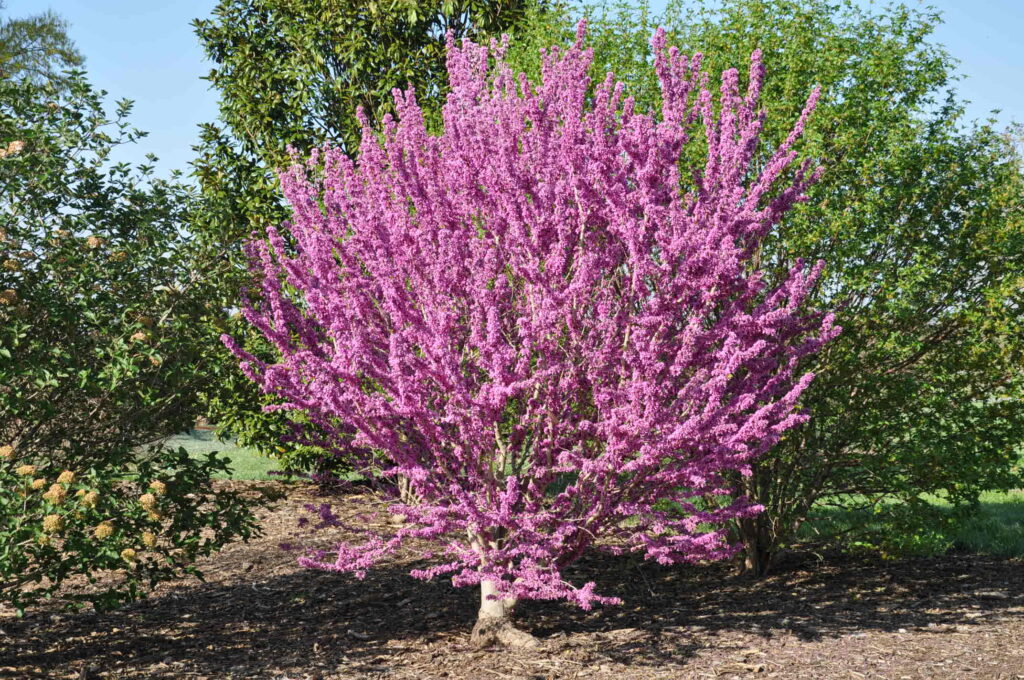 Chinese redbud