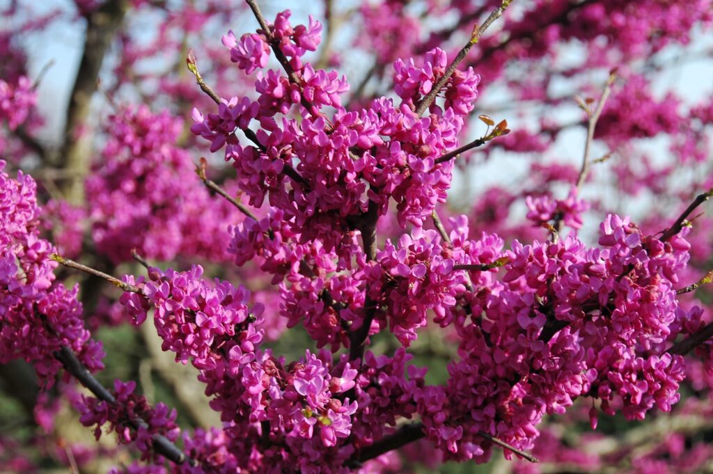 redbud varieties bloom in early spring