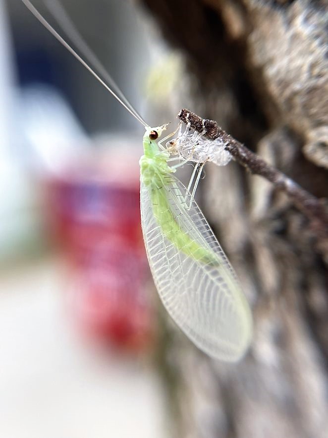 Green lacewings are a natural enemy of the lace bug.