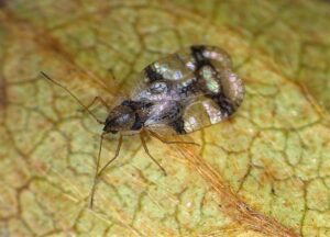 An azalea lace bug on a leaf underside.