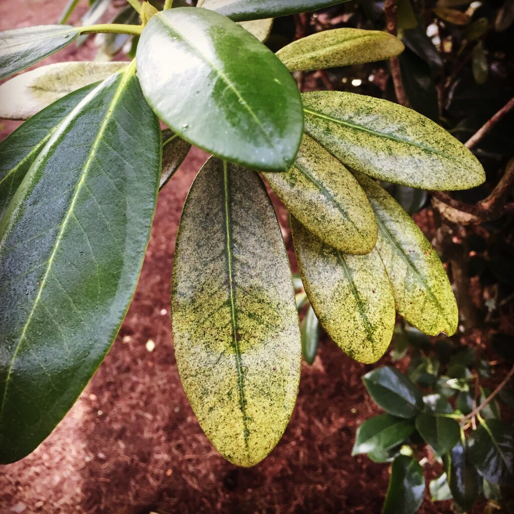 Lace bug feeding damage can be seen on the older leaves.
