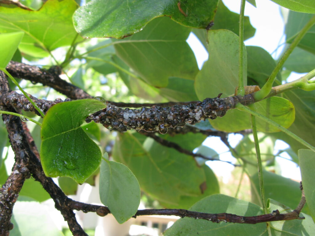 tulip poplar scale infestation with signs of honeydew