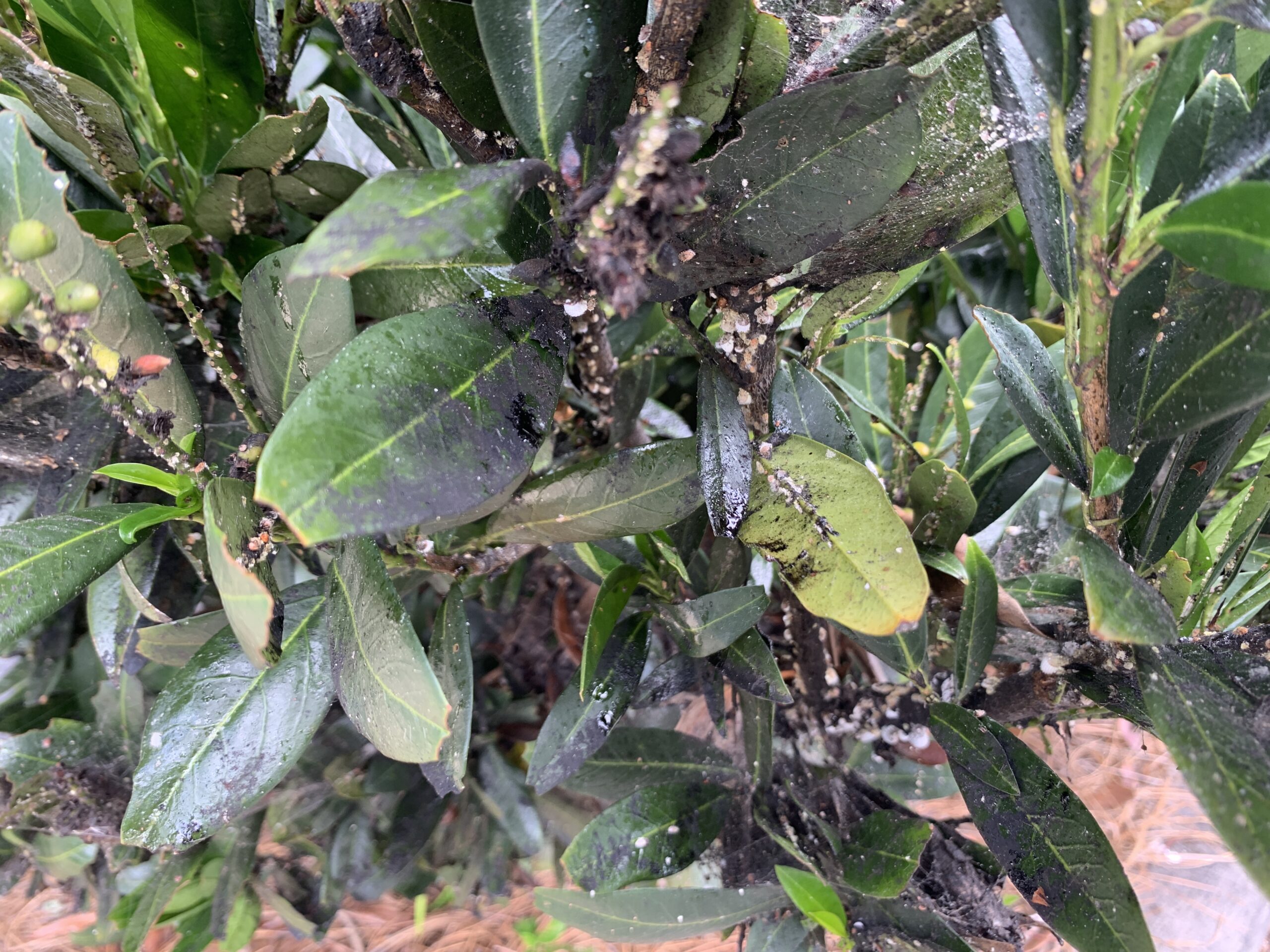 cottony cushion scale infestation with both honeydew and black sooty mold