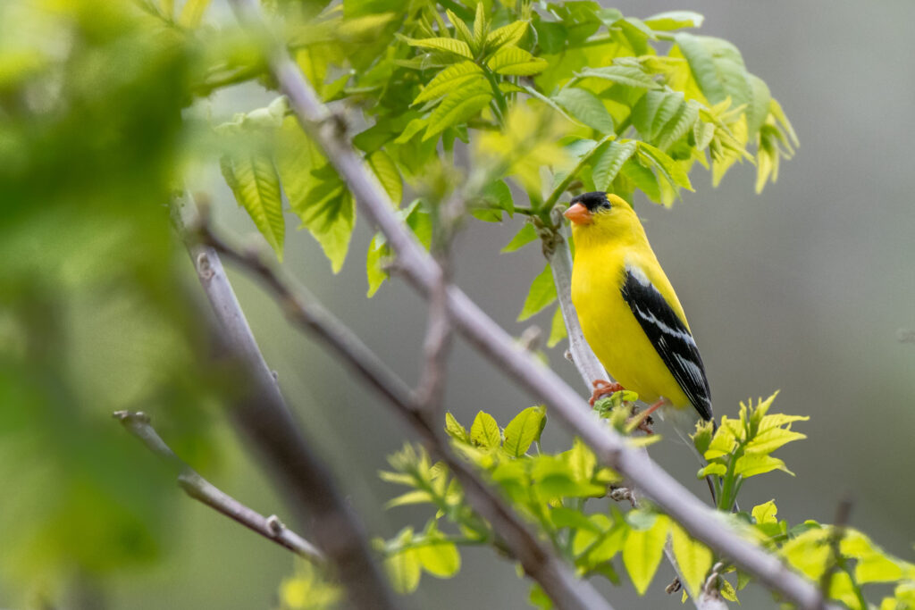 American goldfinch bird in a tree