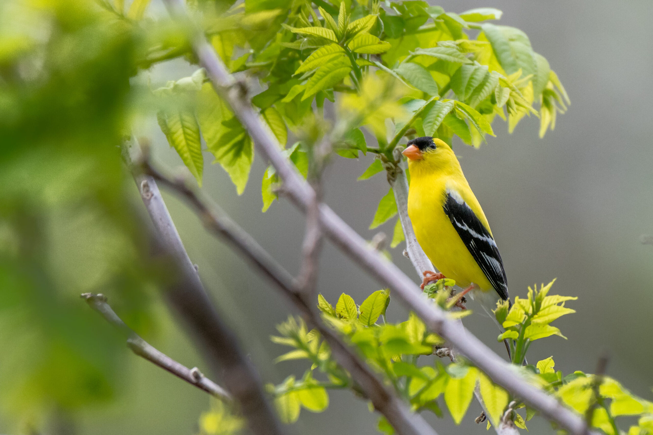 American goldfinch bird in a tree