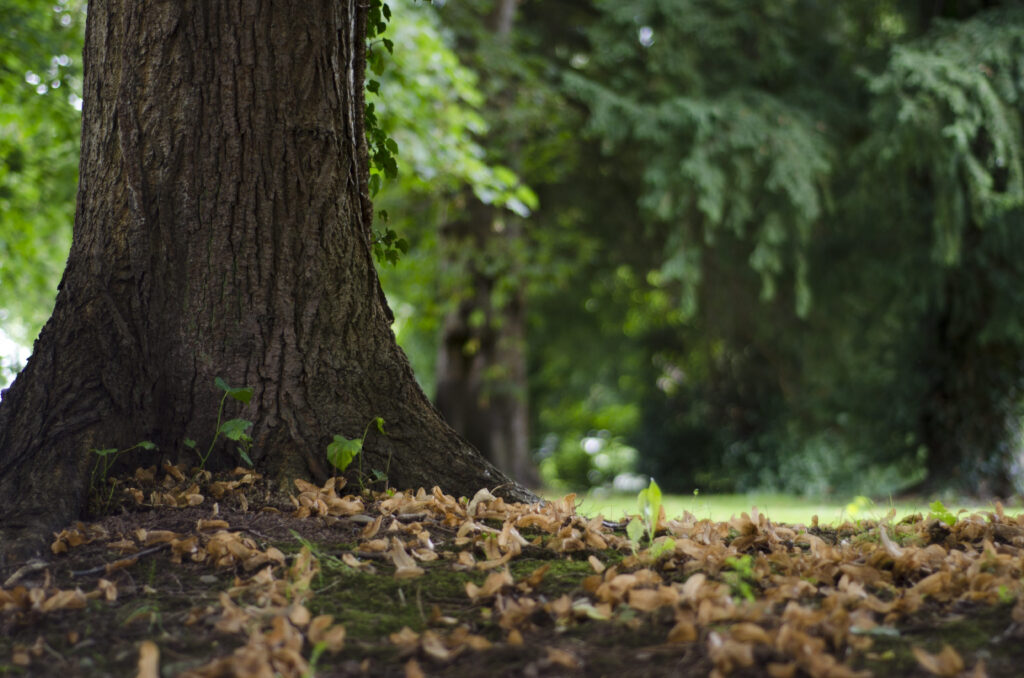 visible root flare on linden tree