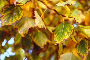 yellowing leaves with scorched margins