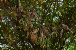 browning and wilting of tree leaves