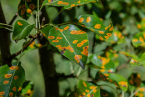 spots on pear leaves