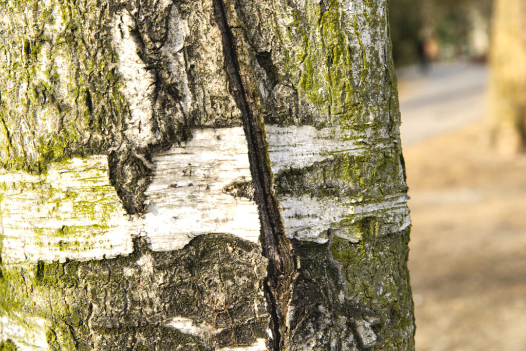 crack in birch tree