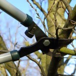 Winter Tree Pruning: When and Why 2789290 l 150x150 - Winter Tree Pruning: When and Why