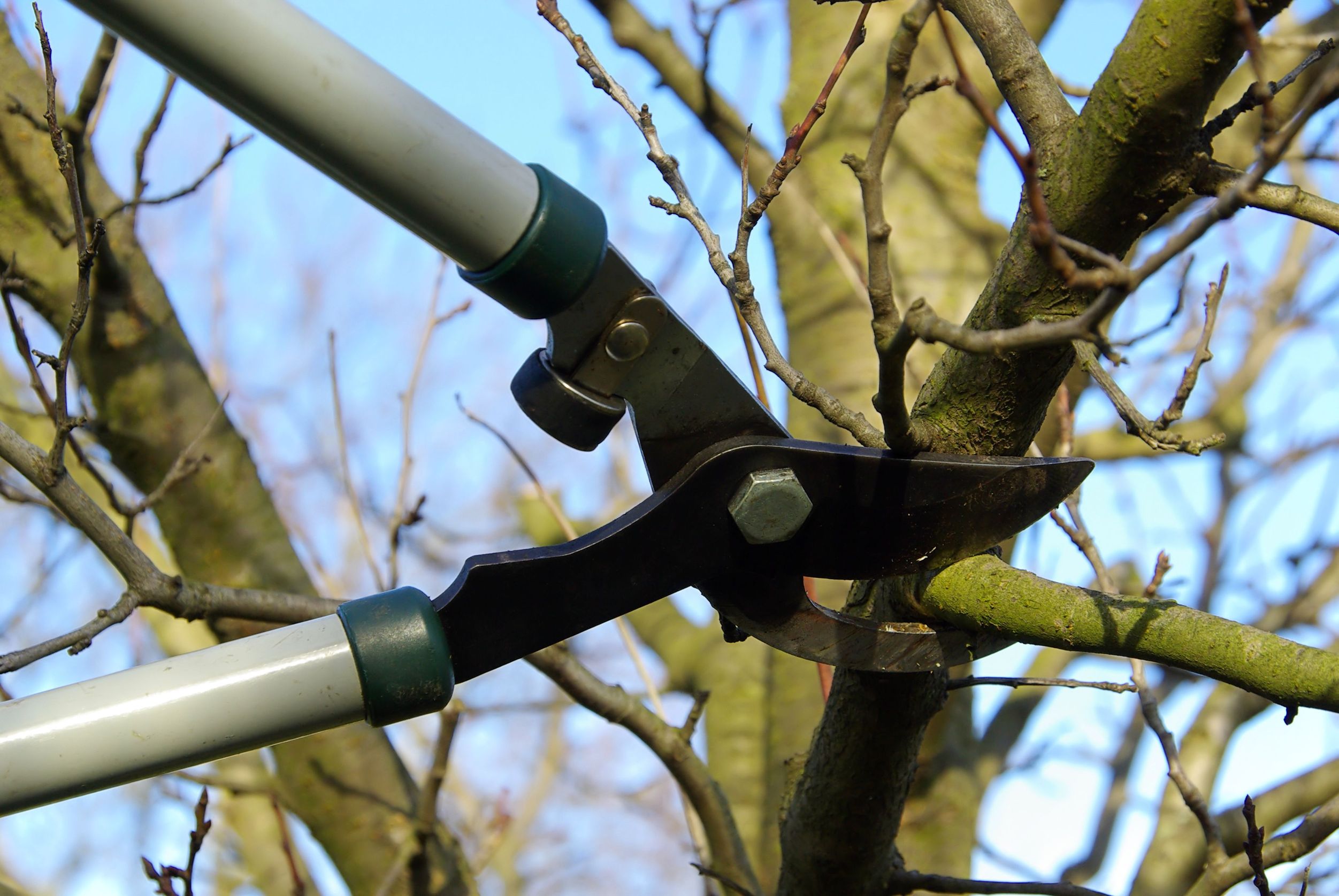 Winter Tree Pruning