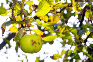 apple scab