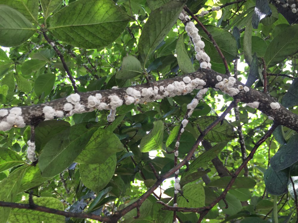 magnolia scale infestation